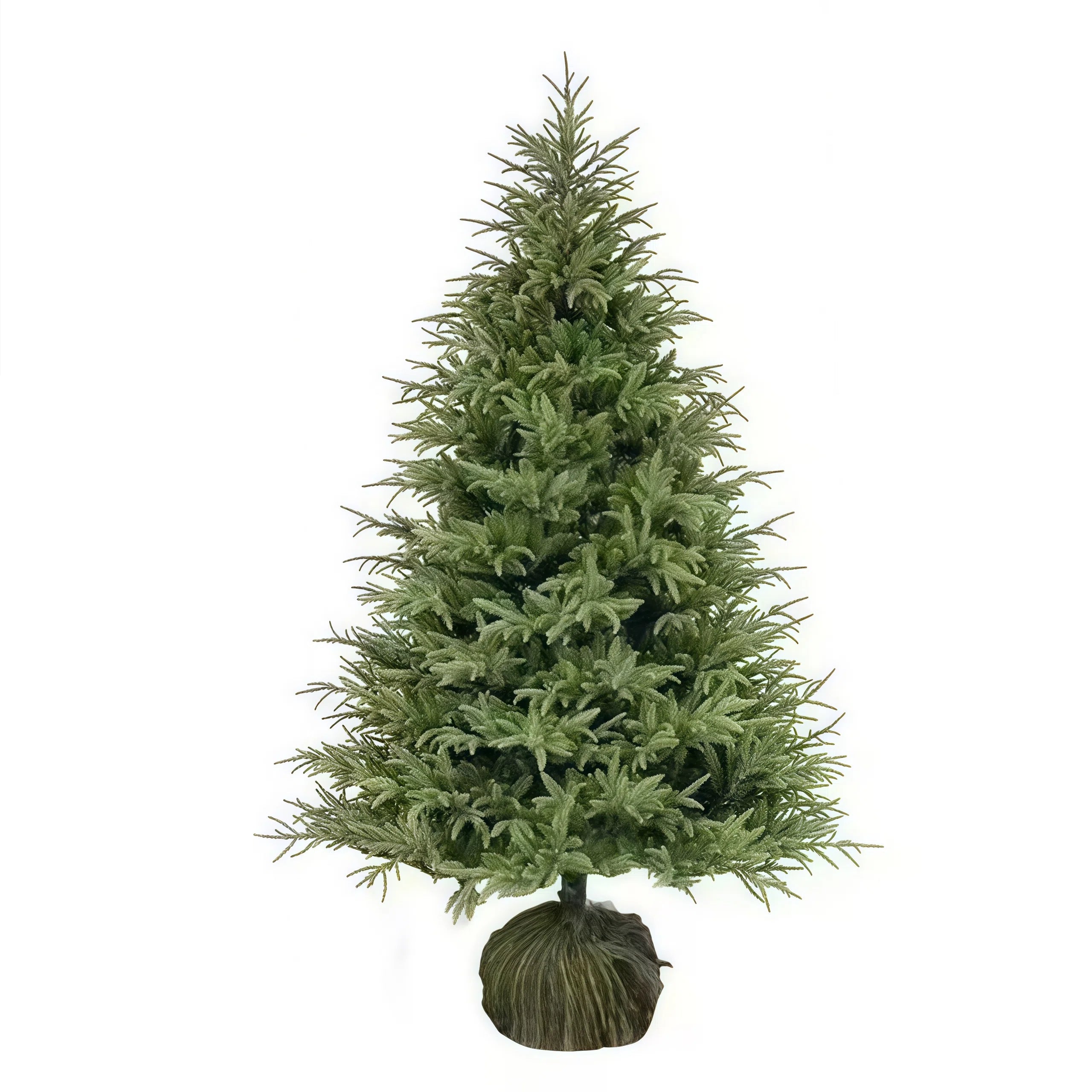 Spruce