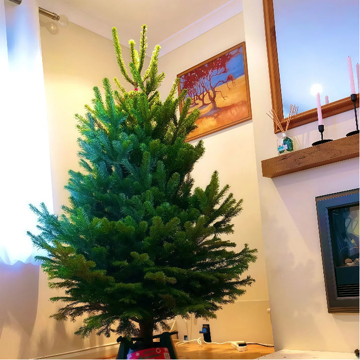 Spruce