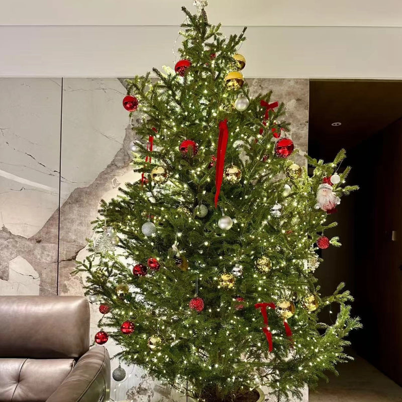 Spruce