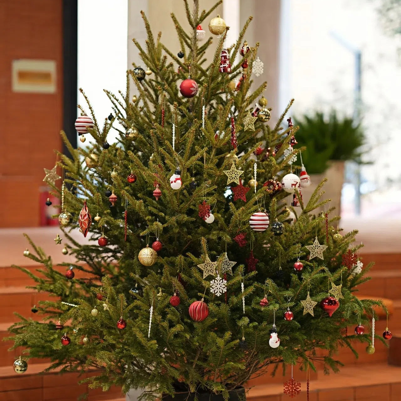 Spruce